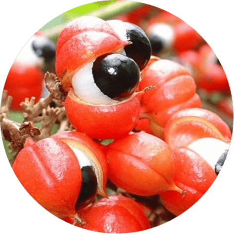 Guarana Extract Jelly burn ingredient